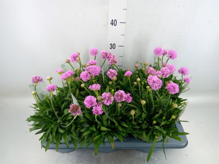 <h4>Armeria pseud. 'Dreameria Sweet Dr'</h4>