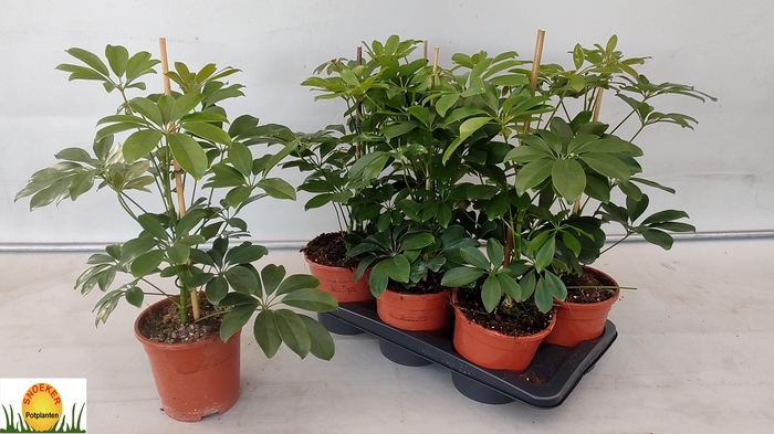 <h4>SCHEF AR COMPACTA</h4>