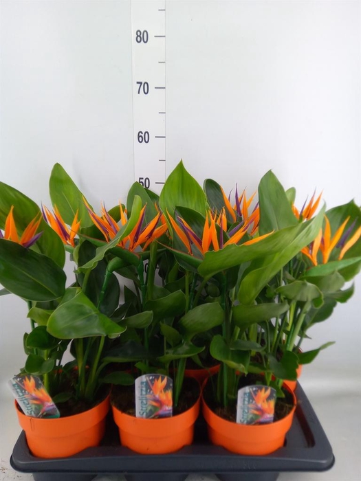 <h4>Arr.  Strelitzia L%</h4>