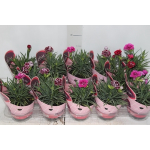 DIANTHUS DOBRADO P11