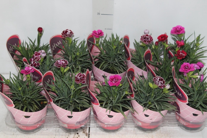 DIANTHUS DOBRADO P11