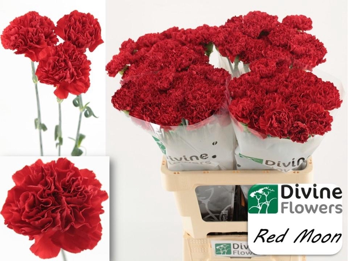 <h4>DI ST RED MOON+</h4>