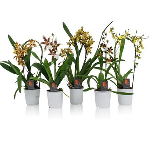 Inca Orchid Sunny Glow mix 1 spike incl. cascade 9 cm