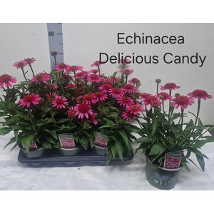 ECHINA DELICIO CANDY