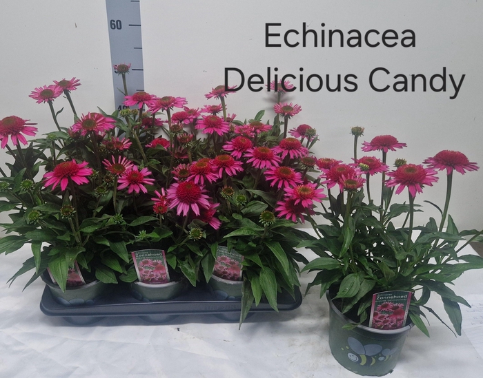 <h4>ECHINA DELICIO CANDY</h4>