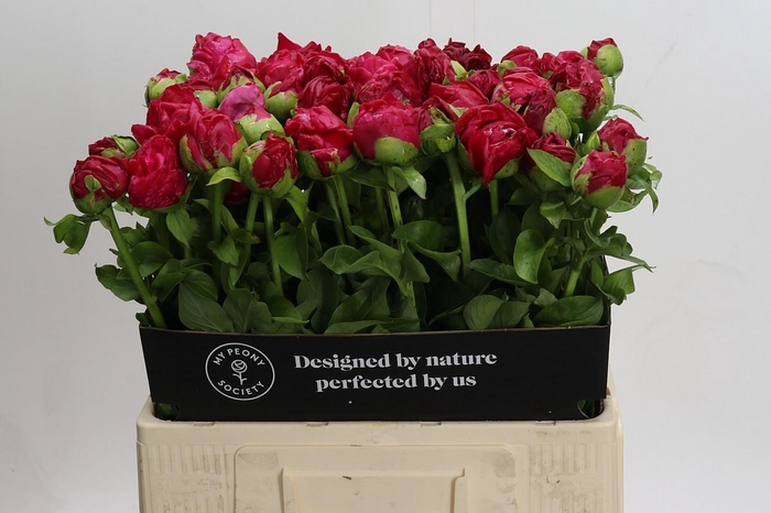 <h4>Paeonia Paula Fay</h4>