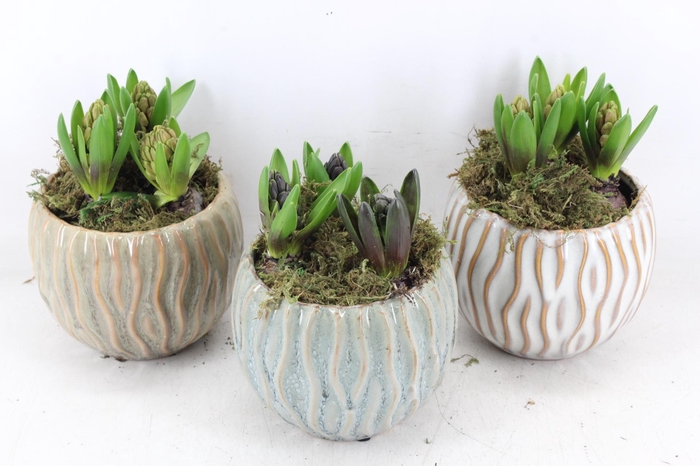 <h4>arr4 Hyacint FL - Squiggle pot x5</h4>