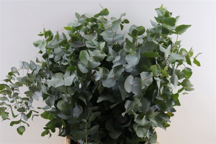 <h4>Euca Cinerea 200gr P Bunch S A</h4>