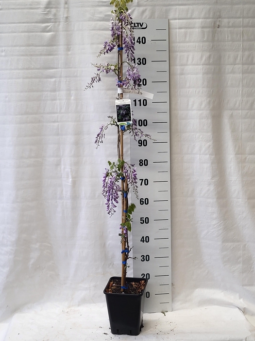 <h4>WIST SIN PROLIFIC</h4>