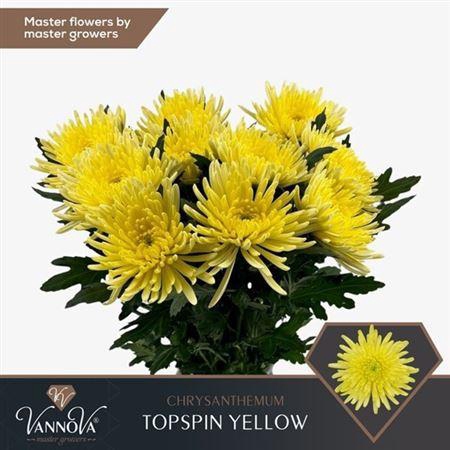 <h4>Chr G Topspin Yellow</h4>