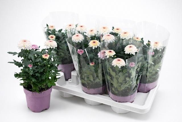 <h4>CHRYS FP ABBEY</h4>