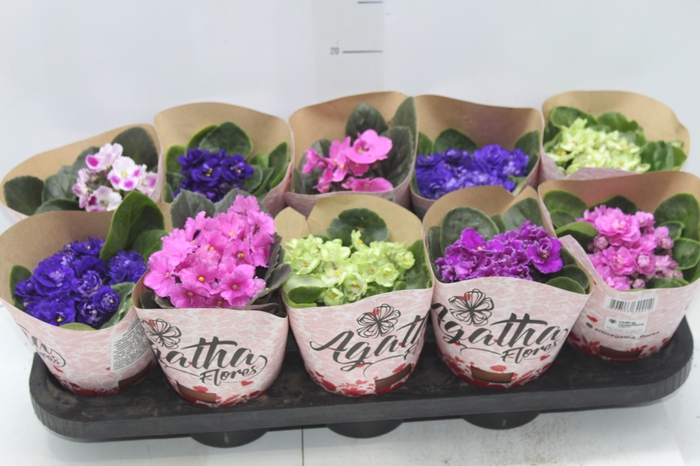 <h4>VIOLETA P11</h4>