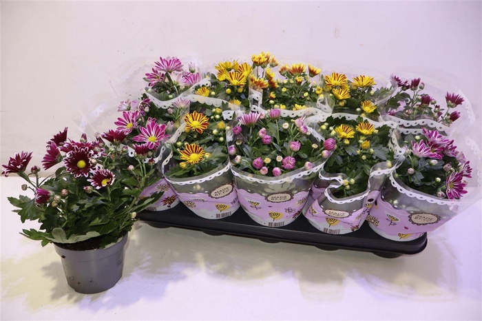 <h4>arr8 Chrys Gem 2 Kl Bloem</h4>