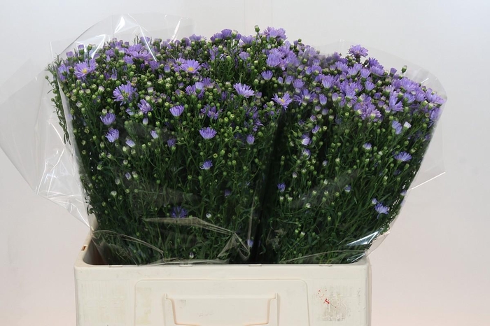 <h4>Aster Cassandra</h4>