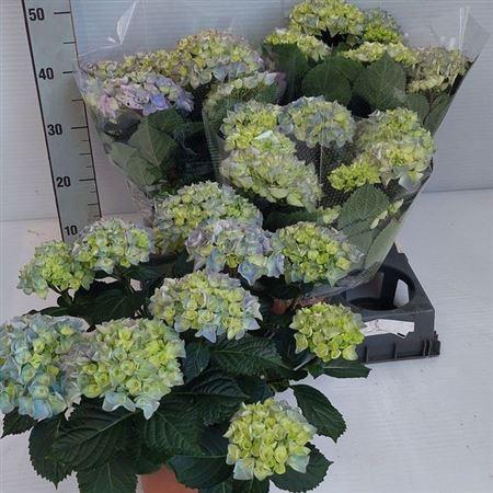 <h4>Hydr M Hi River</h4>