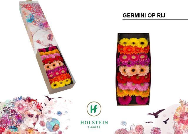 <h4>Germini Mix op Rij Doos</h4>