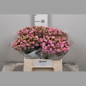 Kal Taffy Pin Meadow