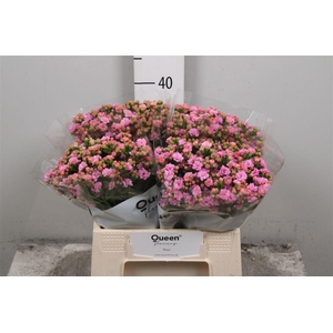 Kal Taffy Pin Meadow