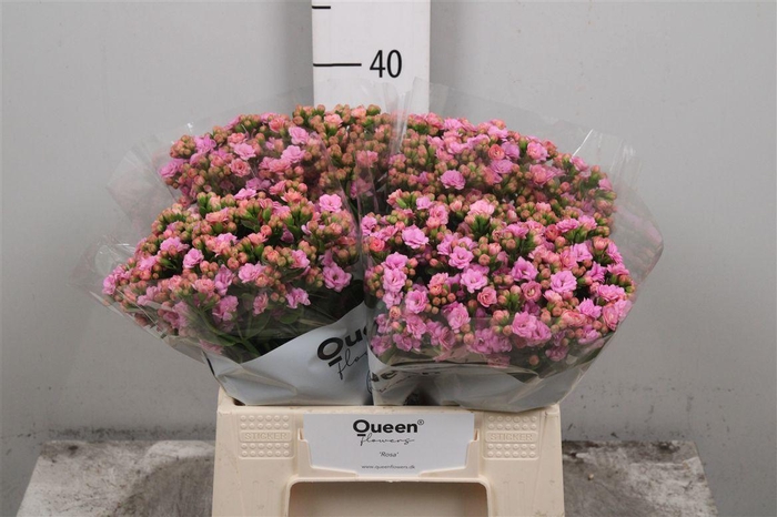 <h4>Kal Taffy Pin Meadow</h4>