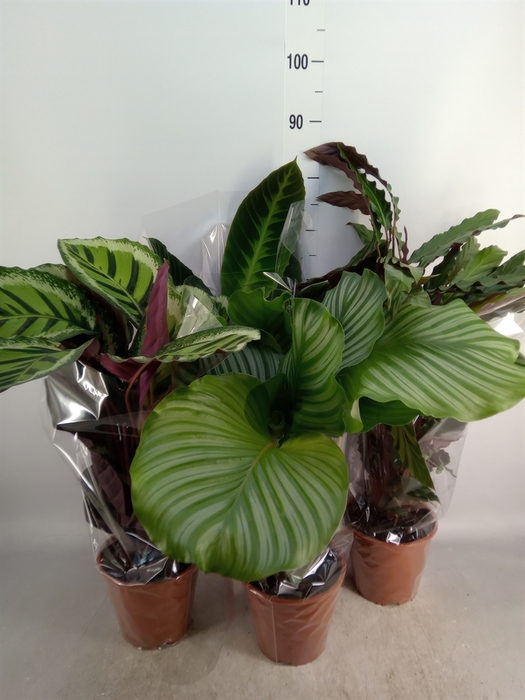 <h4>Calathea   ...mix</h4>