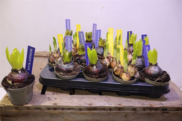 <h4>arr8 Bolbloemen Gem</h4>