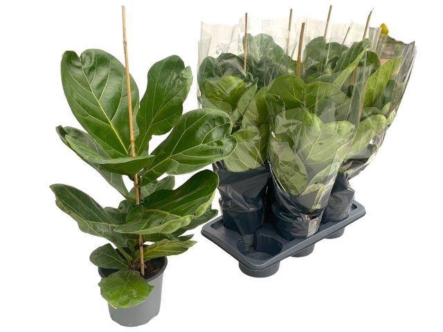 <h4>Ficus lyrata</h4>