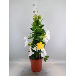 Mandevilla sand. 'SumStar White'