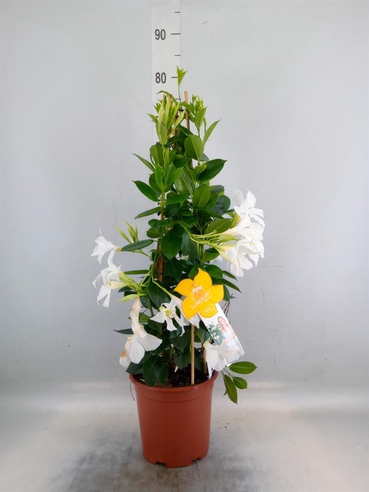 <h4>Mandevilla sand. 'SumStar White'</h4>