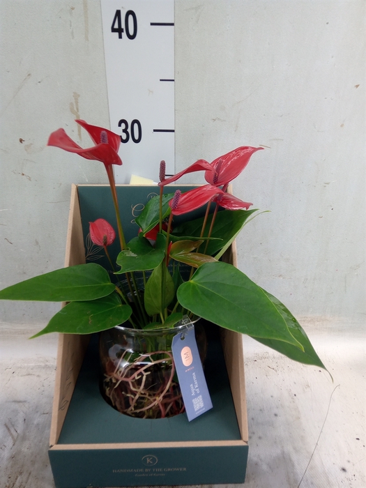 <h4>Anthurium andr. 'Karma Red'</h4>