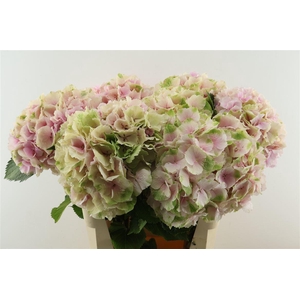 Hydr M. Cl. Verena Pink 80-22