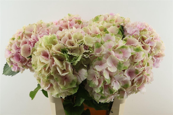 <h4>Hydr M. Cl. Verena Pink 80-22</h4>
