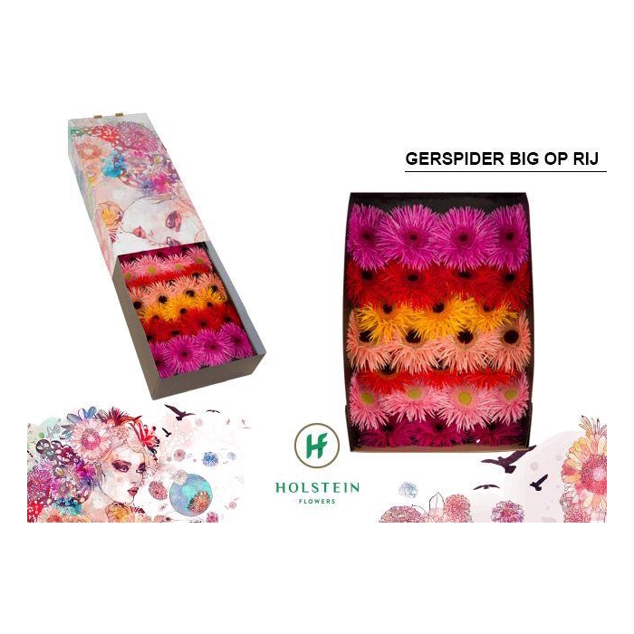 <h4>Ge Gr Gersp Gem Rij</h4>