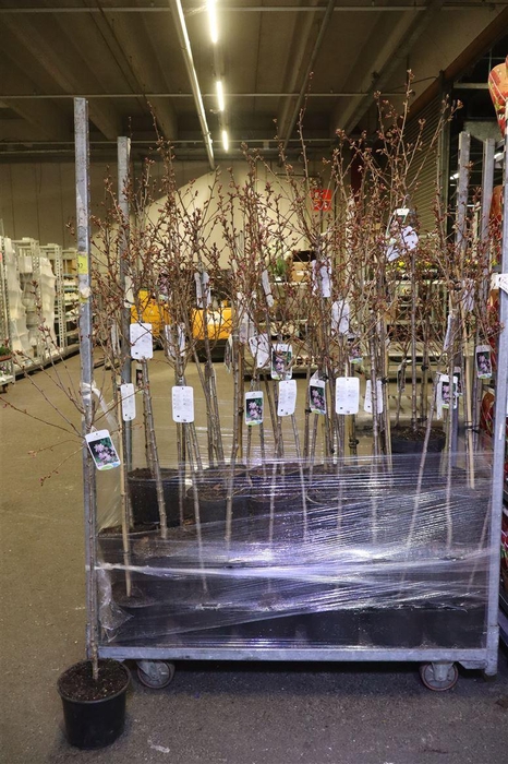 <h4>Prun Ni Ruby</h4>