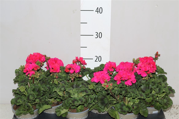 <h4>Pelargonium Zonale Paars</h4>