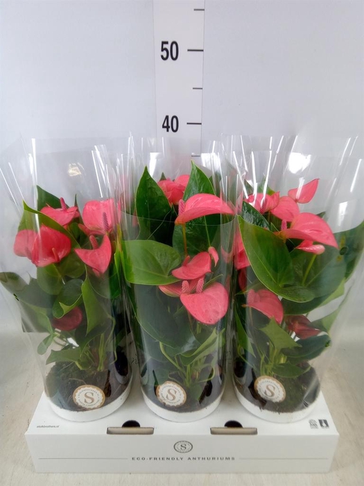 <h4>Anthurium andr. 'Pink Champion'</h4>