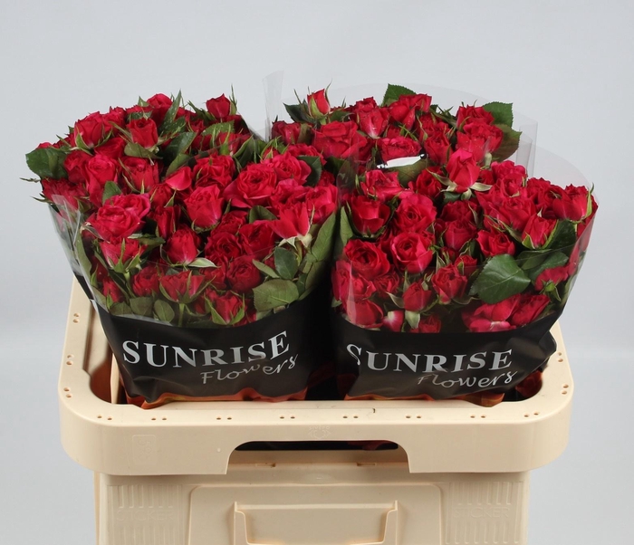 <h4>R TR QUINCY</h4>