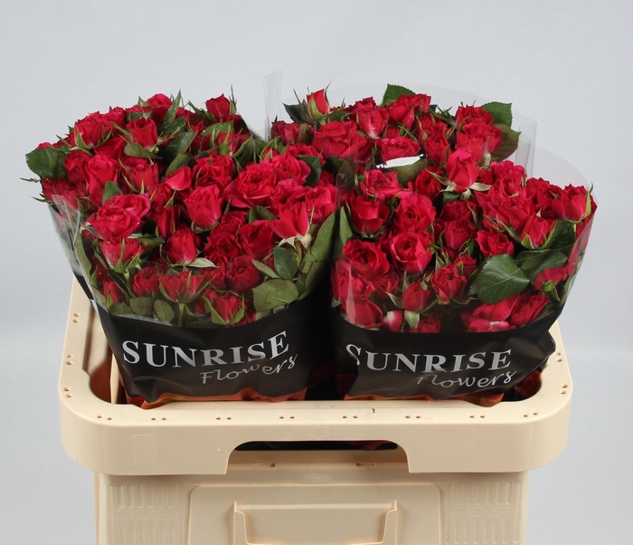 <h4>R TR QUINCY</h4>