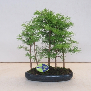pseudolarix, forest -group. 5 stem