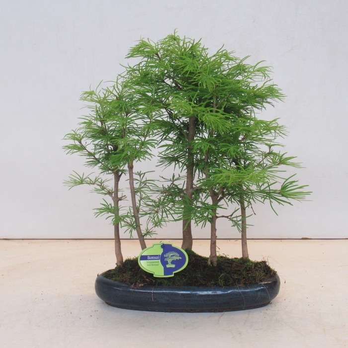 <h4>Pseudolarix, forest -group. 5 stem, with driptray</h4>