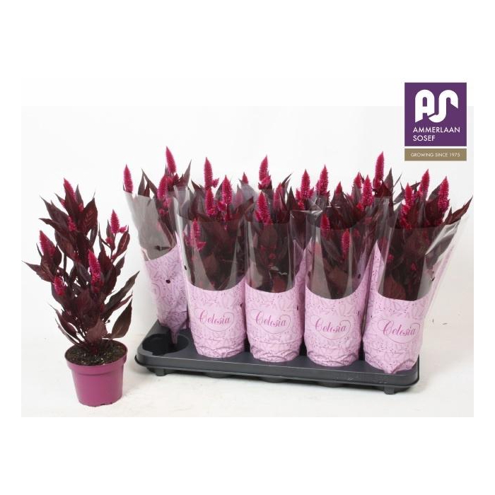 <h4>CEL MYSTIC SHADES</h4>