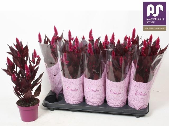<h4>CEL MYSTIC SHADES</h4>