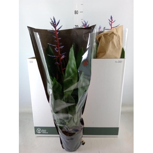 Aechmea  'Blue Rain'