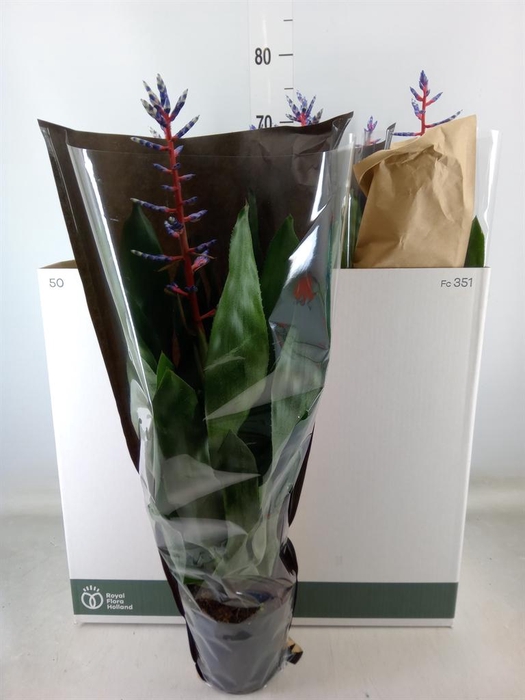 <h4>Aechmea  'Blue Rain'</h4>