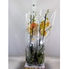Phalaenopsis   ...