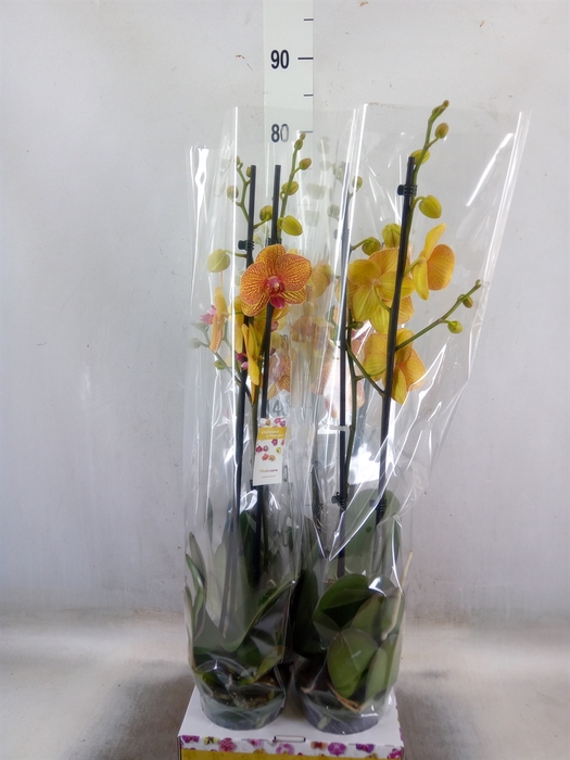 Phalaenopsis   ...