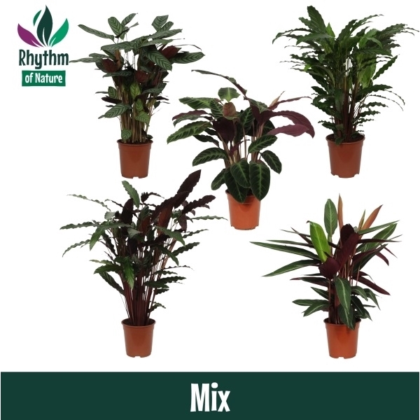 <h4>Calathea 21cm gemengd Rhythm of Nature</h4>