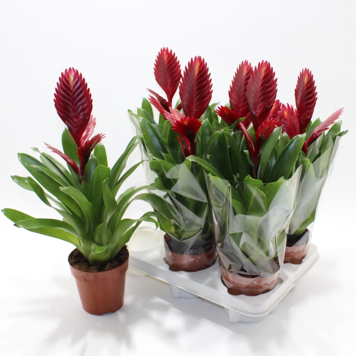 <h4>VRIES PORTO stock</h4>