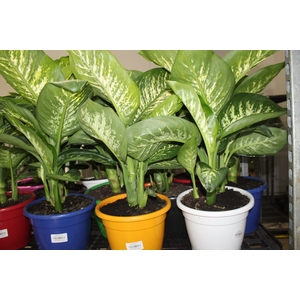 DIEFFENBACHIA TROPIC SNOW P24