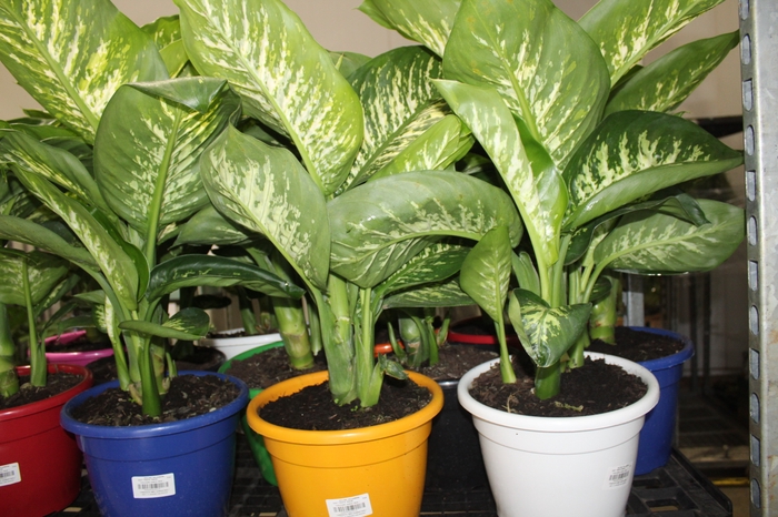 DIEFFENBACHIA TROPIC SNOW P24