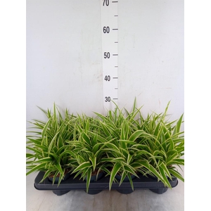 Chlorophytum com. 'Ocean'